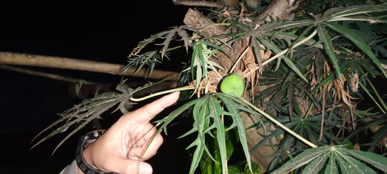 IMG 20250210 WA0006